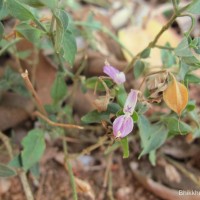 Dicliptera neesii (Trimen) L.H.Cramer